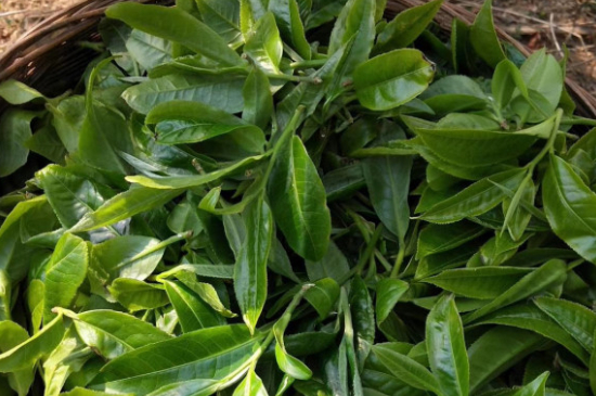最耐泡的茶葉排名，什么茶葉經(jīng)久耐泡？