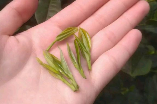 炒青茶為什么便宜，炒青綠茶好喝嗎？