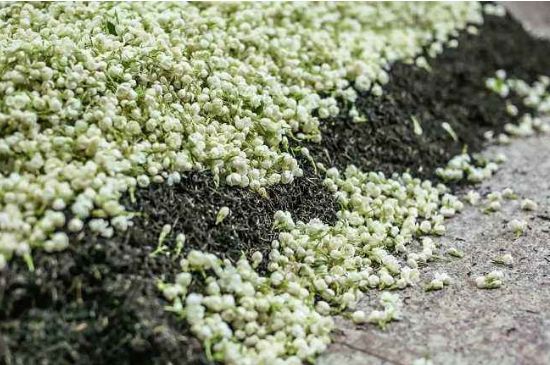 茉莉茶葉的功效與禁忌，什么人不適合喝茉莉花茶？
