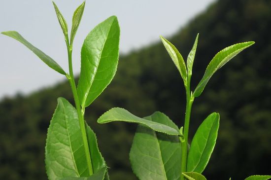 單樅茶什么季節(jié)最好喝，鳳凰單叢茶春茶好還是秋茶好？
