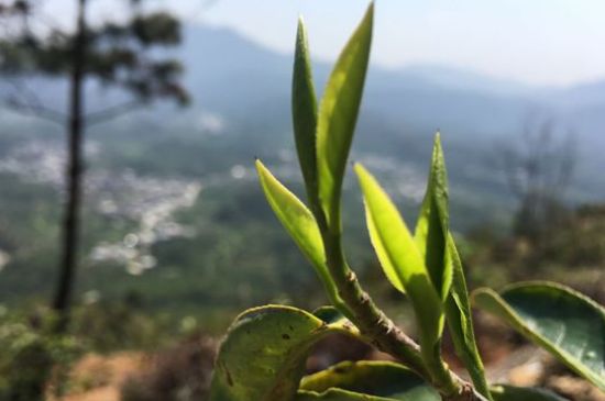 鳳凰單樅什么人不能喝，哪些人不能飲單叢茶
