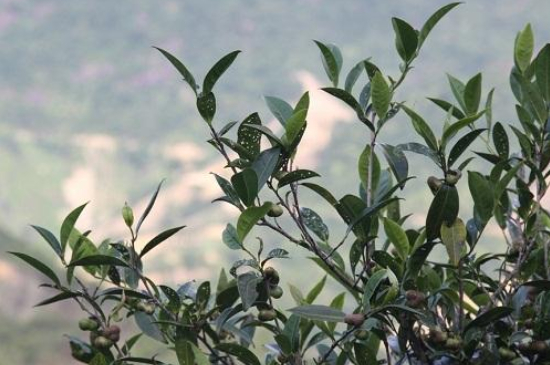 單叢茶十大香型以及常見(jiàn)品種大全，潮安鳳凰單樅十大名香歸類(lèi)