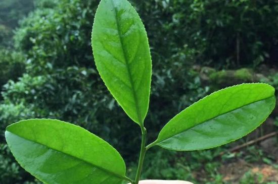 鋸朵仔跟鴨屎香哪個(gè)貴，鋸朵子和鴨屎香哪個(gè)好喝？
