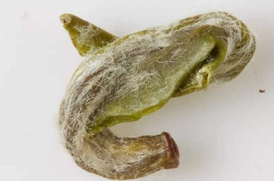 羊巖勾青是綠茶嗎，羊巖勾青茶屬于什么茶？